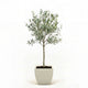Arbequina Olive Tree in Decorative Pot hide