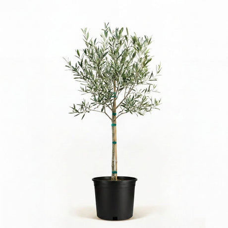 Arbequina Olive Tree in Pot hide