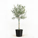 Arbequina Olive Tree in Pot hide
