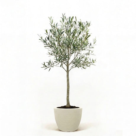 Arbequina Olive Tree in Decorative Pot hide