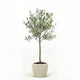 Arbequina Olive Tree in Decorative Pot hide
