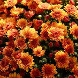 Orange mums, overhead view, with deep burnt orange colored centers and bright orange tips on the mums creating gorgeous color contrast