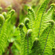 Interesting growth form of the ostrich fern plant with closeup of the textured foliage.