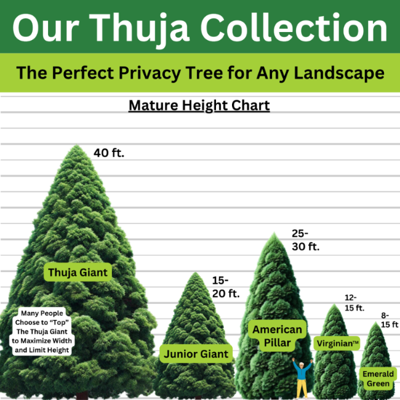 Mature height chart showing the varying heights of different Thuja trees in the NationwidePlants.com collection