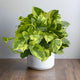 Pothos 'Lemon Meringue'