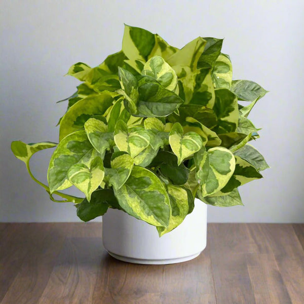 pothos lemon meringue Pothos 'Lemon Meringue'