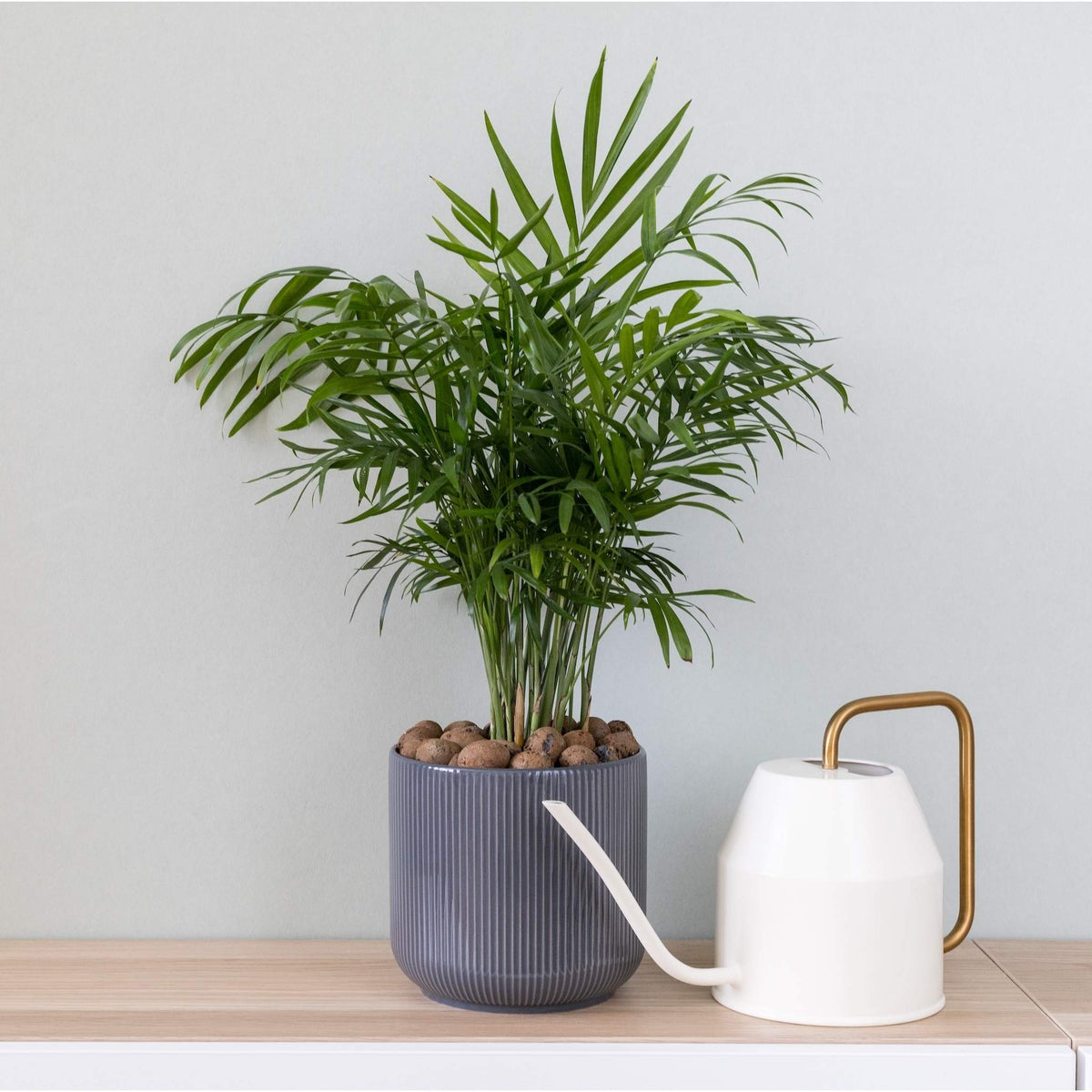 Parlor Palm