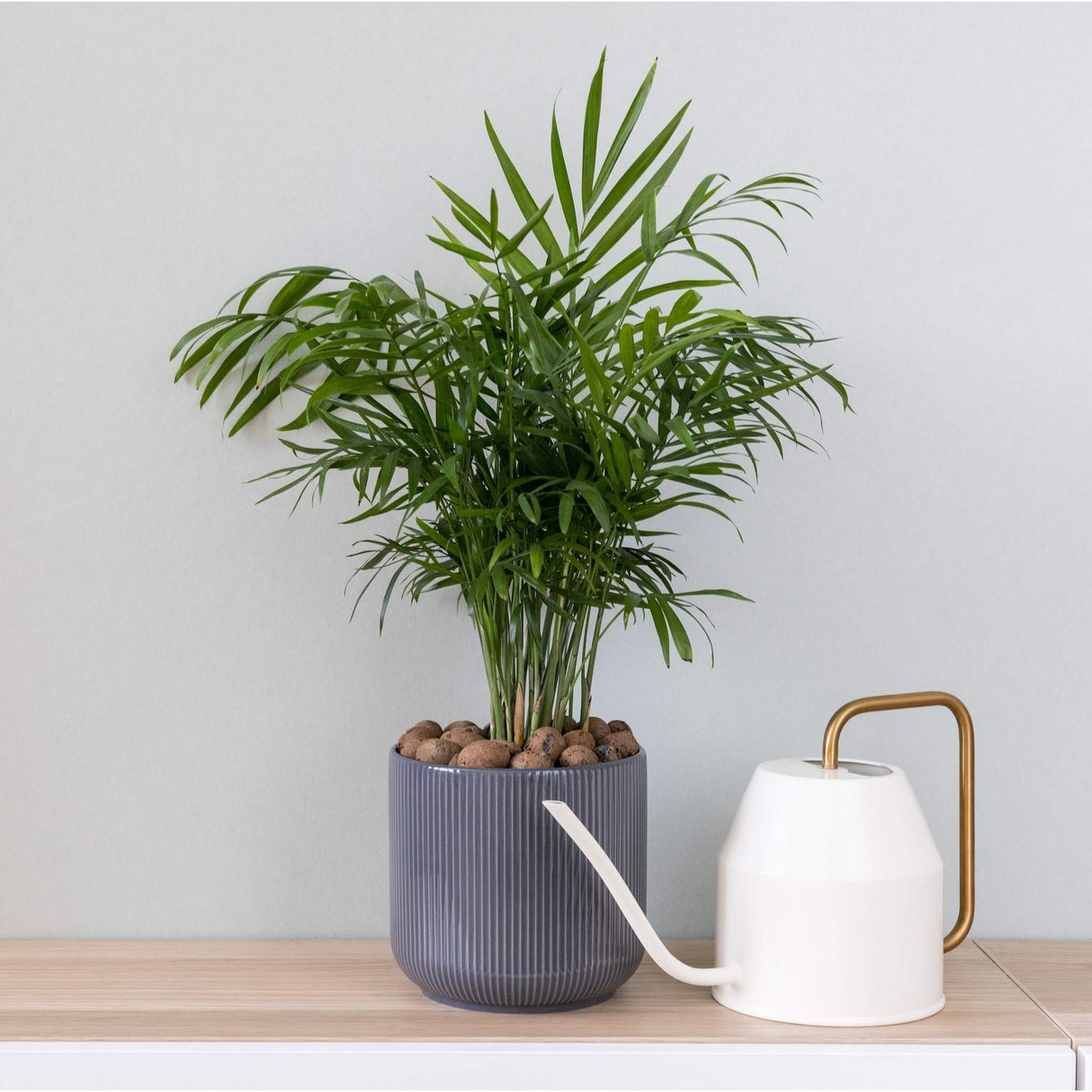 where to buy a parlor palm near me Parlor Palm