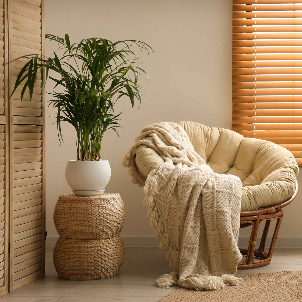parlor palm vase life Parlor Palm