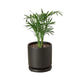 parlor palm tree in black cylinder pot on white background