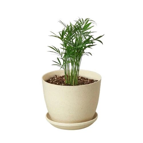victoria parlor palm Parlor Palm