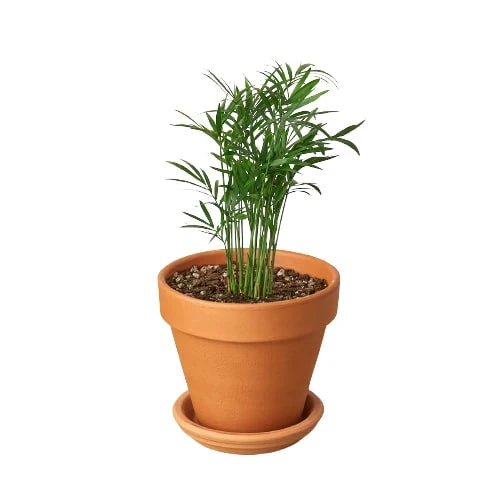 mini palm tree house plant Parlor Palm