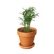 Parlor Palm Tree