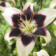 Patricia's Pride Asiatic Lily Flower in full bloom with a green blurred background behind.