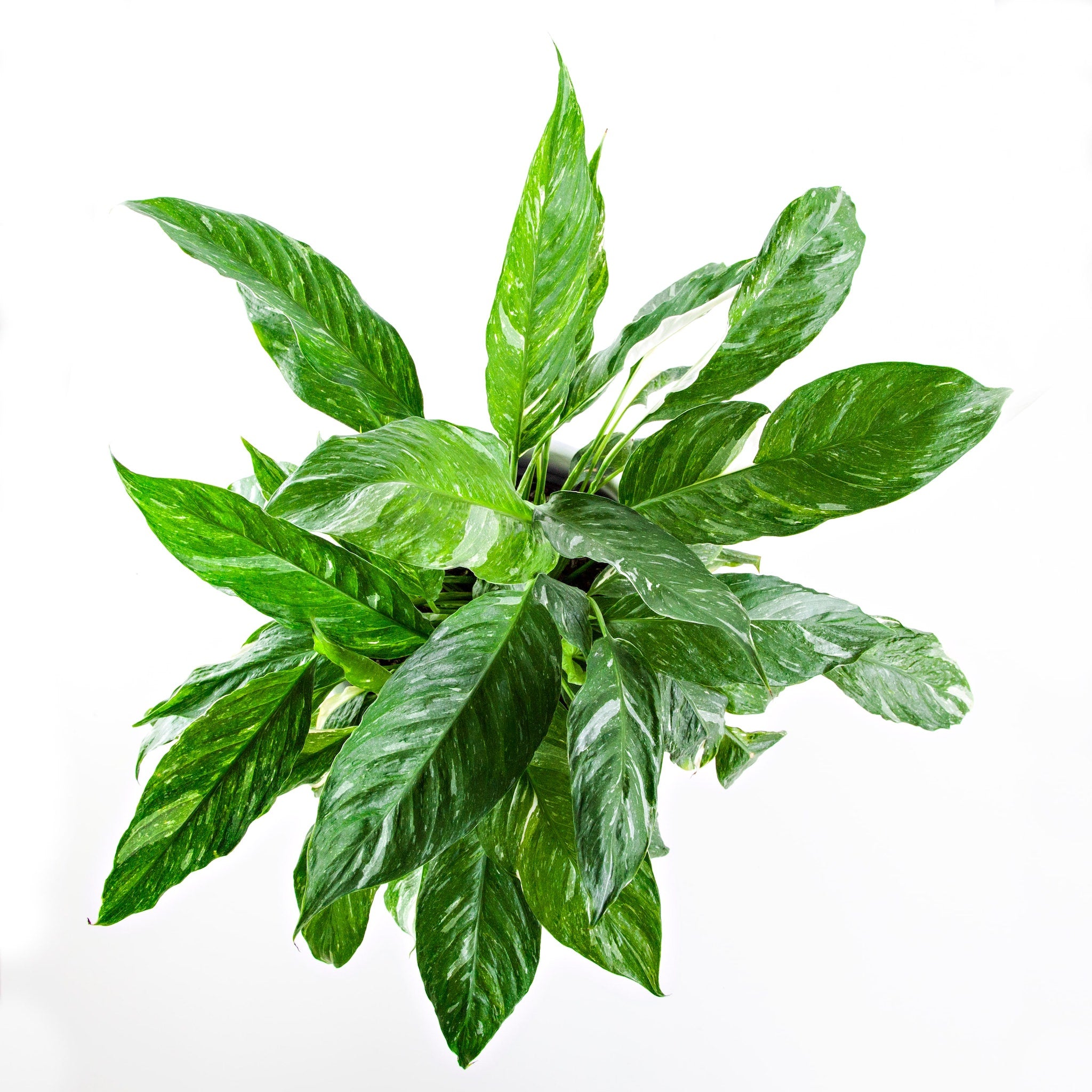 Variegated Peace Lily 'Domino' – Unique, Air-Purifying Houseplant