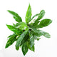 Variegated Peace Lily Domino Spathiphyllum from overhead view on white background.