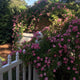 Peggy Martin Climbing Rose growing along 2 fences, adding beautiful color and texture to the yard.