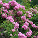 Peggy Martin Climbing Rose plant full of vibrant pink blooms growing along a retaining wall.