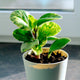 Peperomia 'Marble' Baby Rubber Plant