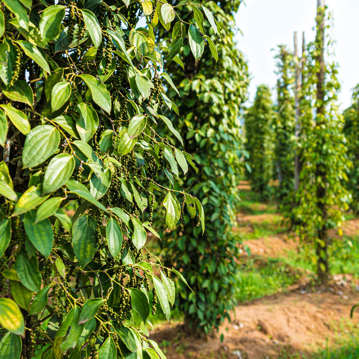 Mature black pepper vines climbing tall support poles in rows.