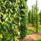 Mature black pepper vines climbing tall support poles in rows.