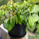 Potted young black pepper plant with glossy green leaves.