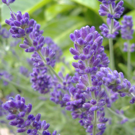 Phenomenal™ Lavender Plant - NationwidePlants.com  