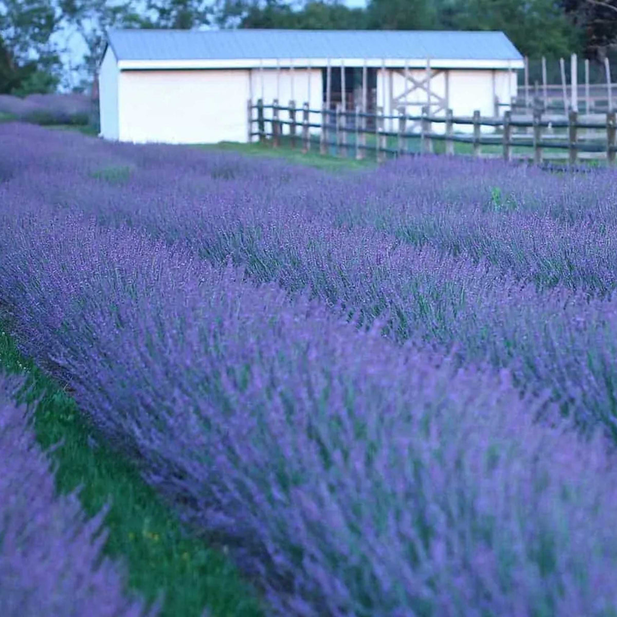 Phenomenal™ Lavender Plant - NationwidePlants.com  