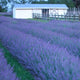 Phenomenal™ Lavender Plant - NationwidePlants.com  