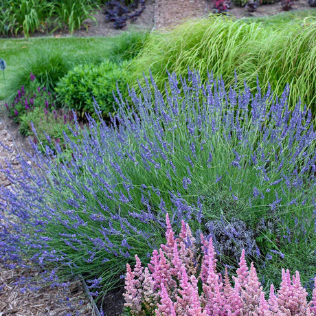 Phenomenal™ Lavender Plant - NationwidePlants.com  