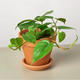 philodendron cordatum heartleaf houseplant in terra cotta planter