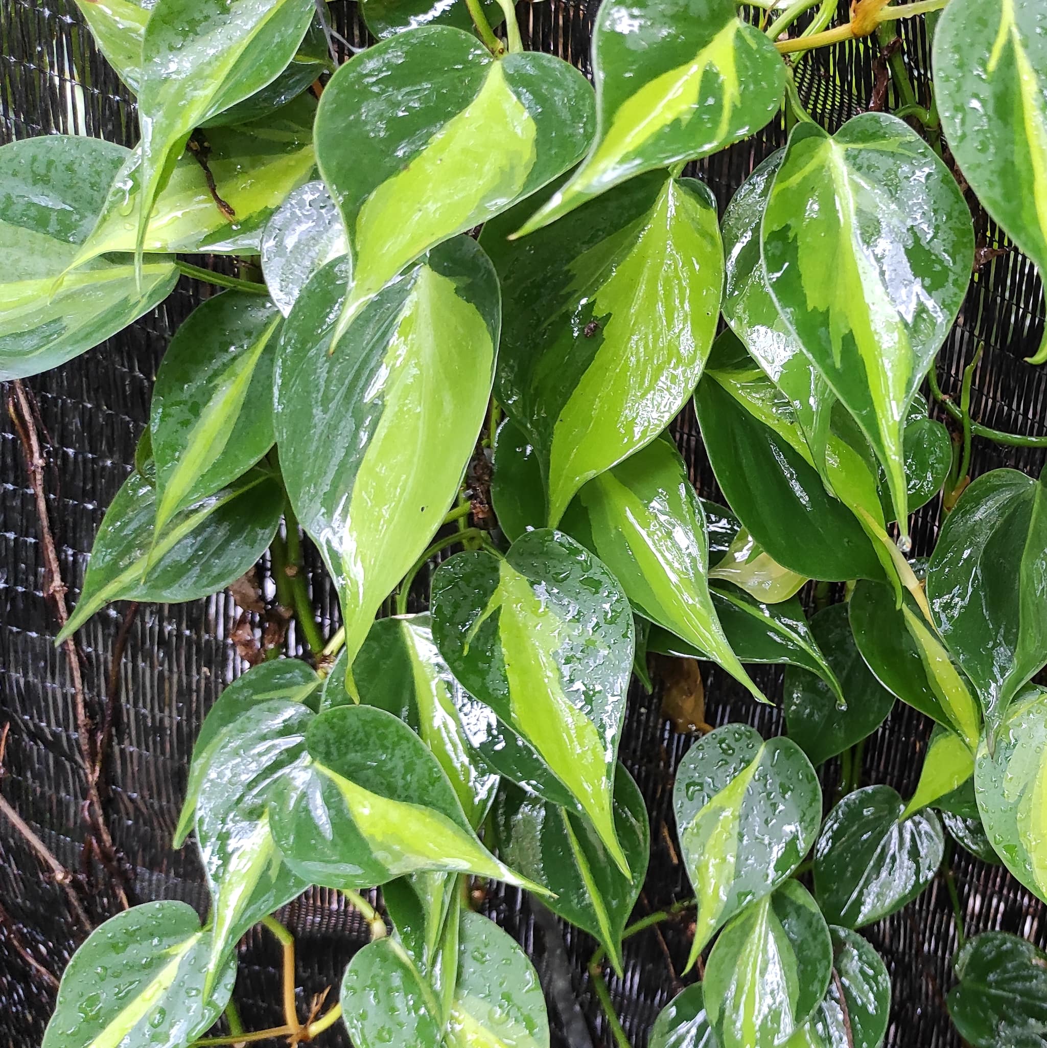 Nationwide Plants Philodendron Brasil - Thumbnail 2