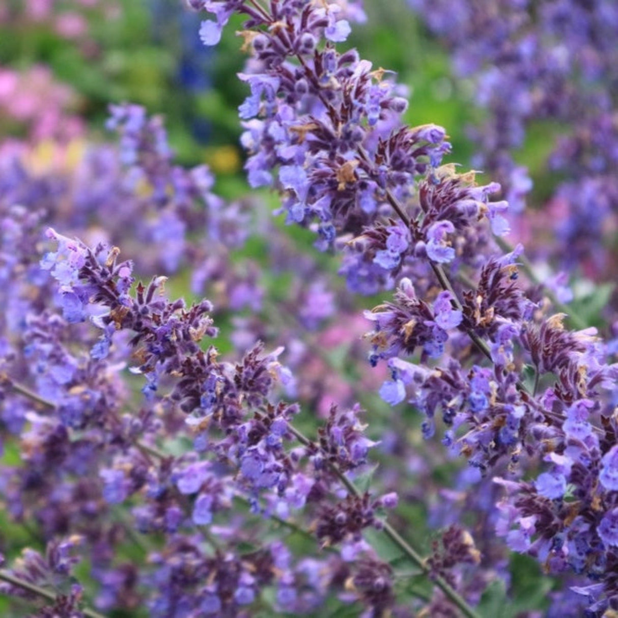 Picture Purrrfect Catmint blooms showing vibrant purple blooms with hints of blue.