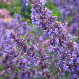 Picture Purrrfect Catmint blooms showing vibrant purple blooms with hints of blue.