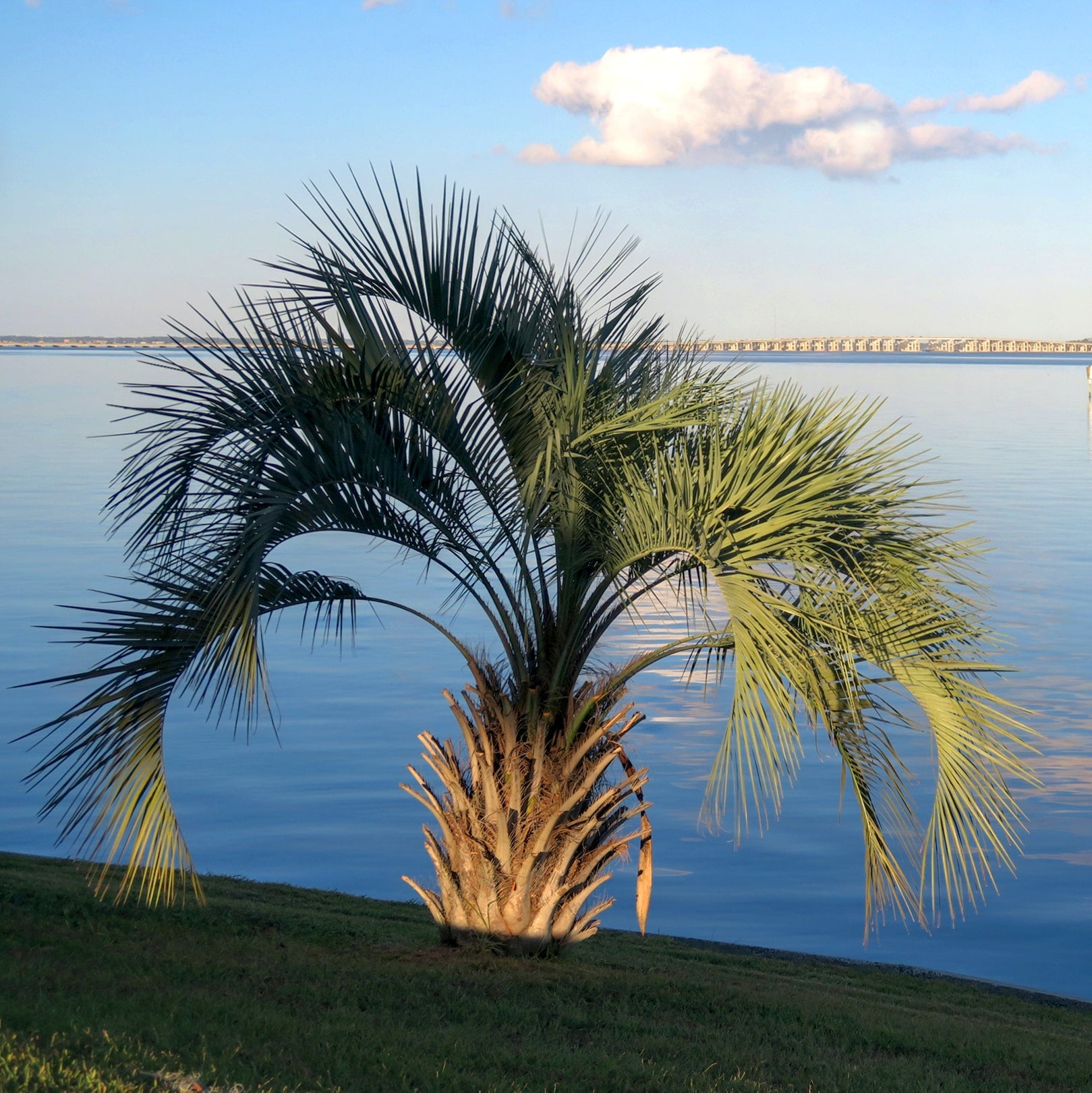 Pindo Palm (Butia capitata) – Cold-Hardy, Low-Maintenance Tropical