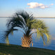 Pindo palm tree (butia capitata) planted in a grassy area by the water line. Bright skies with a cloud above.