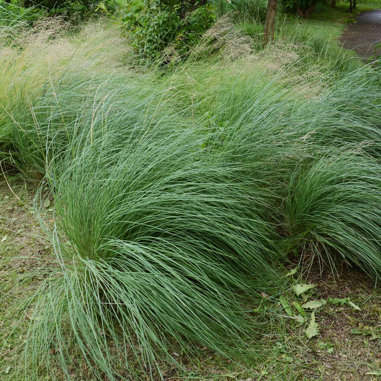 Pink Muhly Grass - NationwidePlants.com  