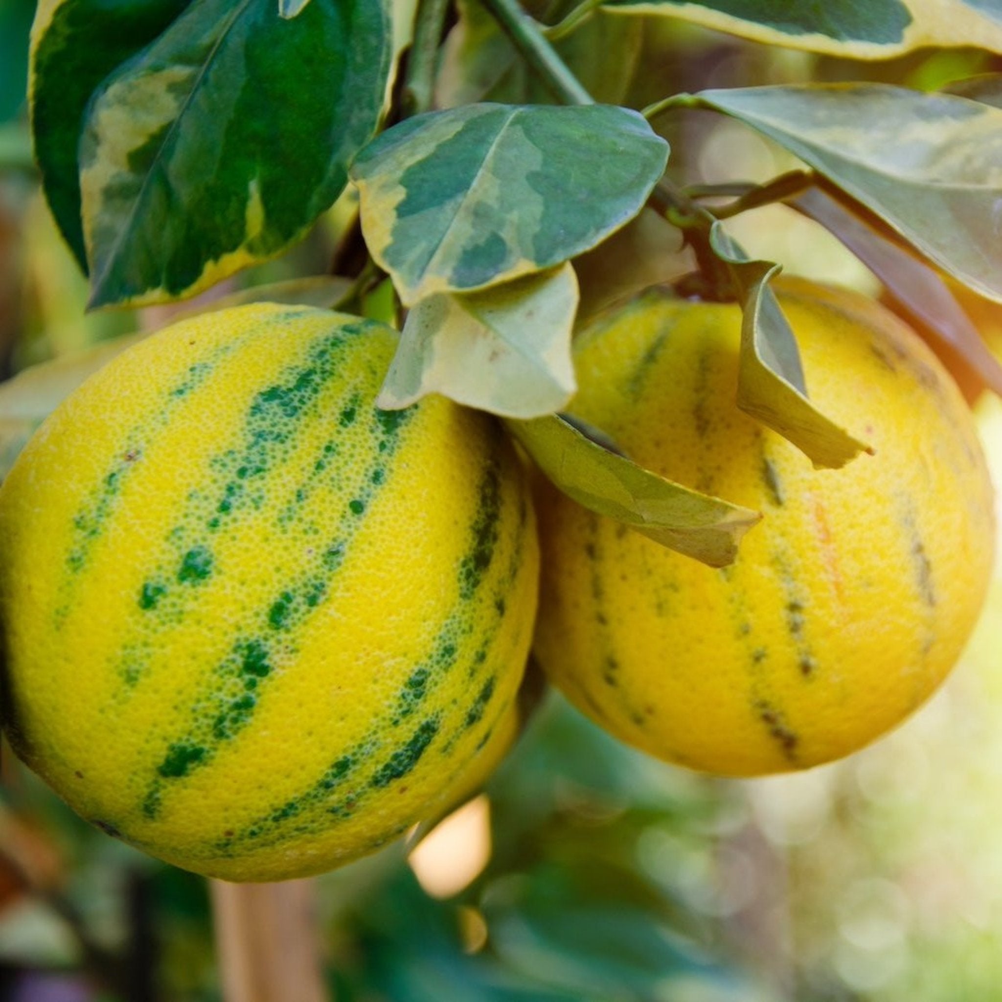 Pink Variegated Eureka Lemon Bush – Unique Lemons, Compact, Easy