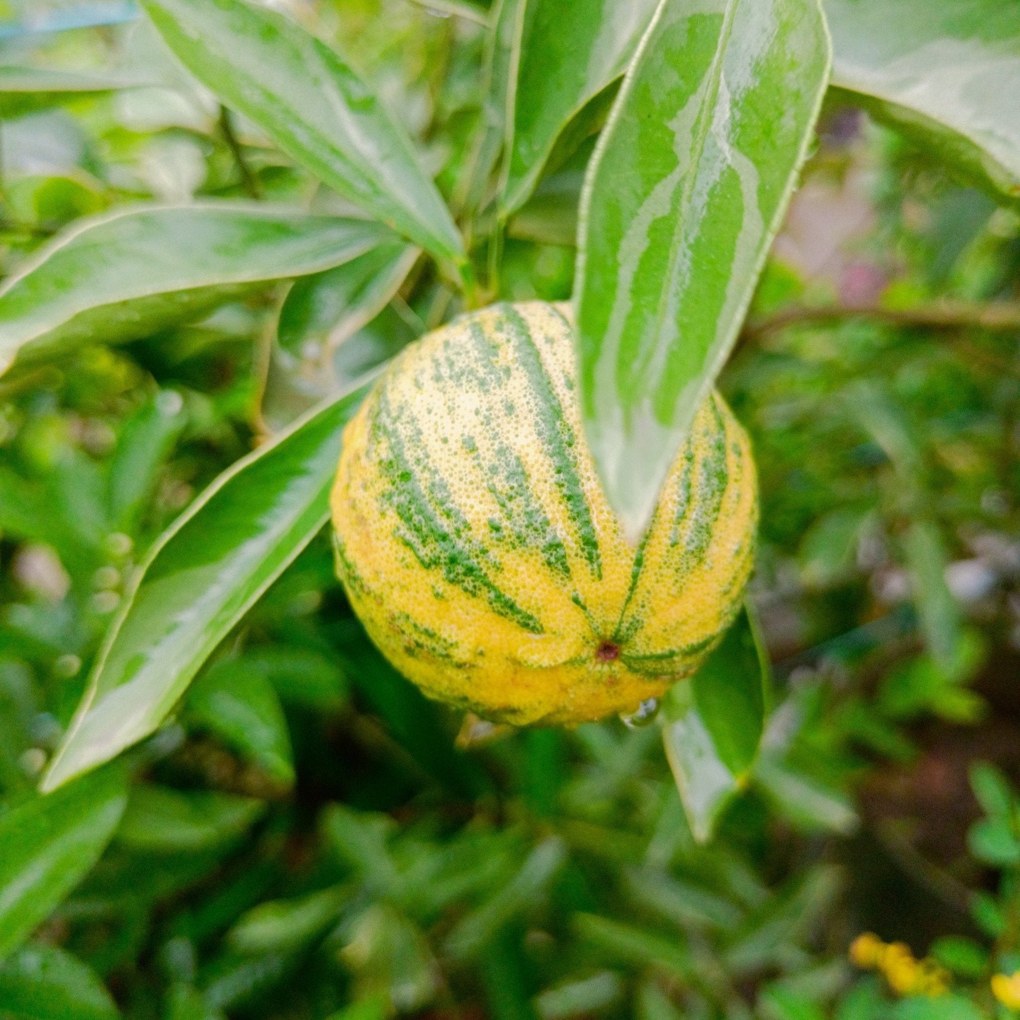 Pink Variegated Eureka Lemon Bush – Unique Lemons, Compact, Easy