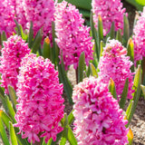 Pink Pearl Hyacinth Bulbs - NationwidePlants.com  