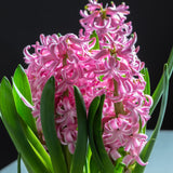 Pink Pearl Hyacinth Bulbs - NationwidePlants.com  