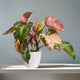 pink princess philodendron houseplant on white wood shelf near window