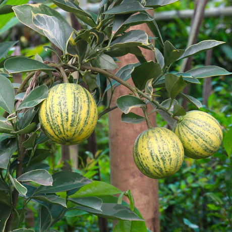 Pink Variegated Eureka Lemon Bush - NationwidePlants.com  