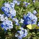 Royal Cape Plumbago blooms with yellow butterfly