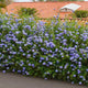 Large row of Royal Cape Plumbago growing along fence line.