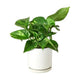Golden pothos in white cylinder planter on white background