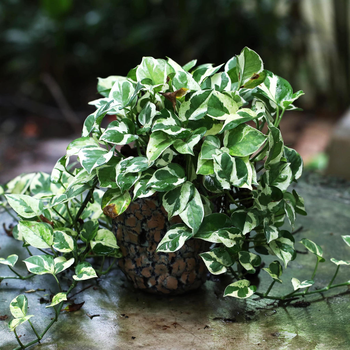 njoy pothos on moss pole Pothos N'Joy Houseplant – Easy Care, Stunning Variegation