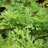 Lush green citronella plants with serrated leaves in a pot.