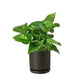 small golden pothos houseplant in black cylinder planter