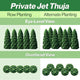 Private Jet Thuja Row Planting and Alternate Planting Guide